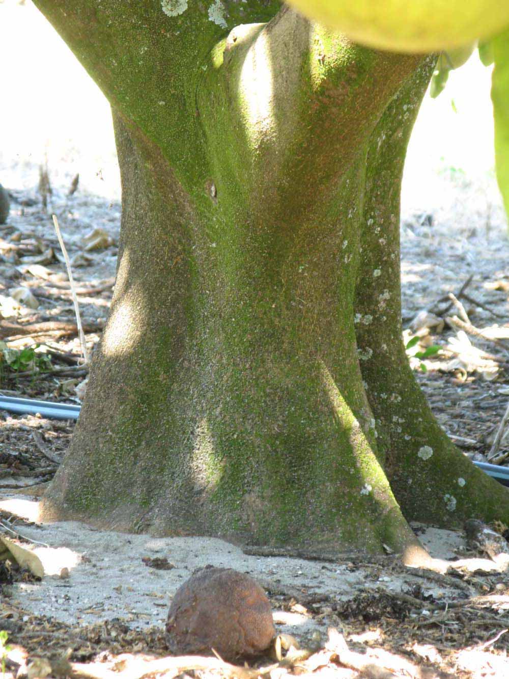            Bark (Winter Haven, FL)   